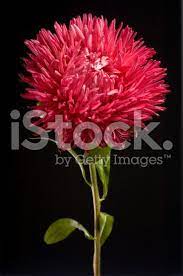 Red Chrysanthemum Red Chrysanthemums Single Flower Chrysanthemum