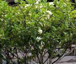 Piring, yang menjadi perabotan yang wajib ada di dalam rumah, kalau tidak ditata dengan baik. Kacapiring Gardenia Jasminoides Pohon Pengetahuan