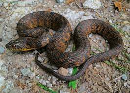 Dark vertical bars and lighter coloring are often present down the sides of the snake. Datei Diamondback Water Snake Nerodia Rhombifer 9438262253 Jpg Wikipedia