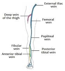 venous drainage of the lower limb teachmeanatomy