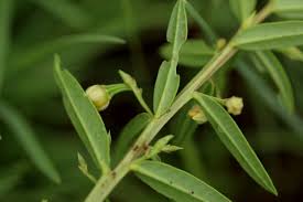 Image result for Talinum afrum