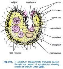 Pin By Jagjit Education Zone On Zoology Daughter Cells Organelles Zoology