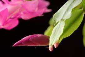 White stuff on christmas cactus. White Spots On My Christmas Cactus