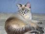 All About Tabby Pointed Siamese cat | Siamese of Day