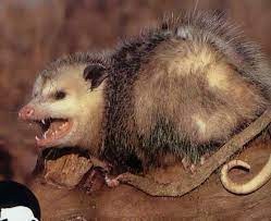 Scary Possum Google Search Possum Animals Scary