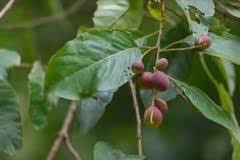 Image result for Terminalia sambesiaca