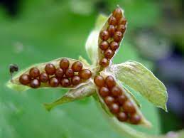 These pansy plants grow from 6 to 10 tall. Pansy Seed Propagation Tips For Growing Pansies From Seed