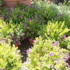 Image result for Polygala nematophylla