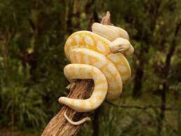 Python's elegant syntax and dynamic typing, together with its interpreted nature, make it an ideal language for scripting and rapid application development in many areas on. The Best Online Python Courses Pcworld