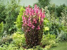 Weitere ideen zu stauden, pflanzen, garten. Staudenbeet Anlegen Anleitung In 8 Schritten Obi