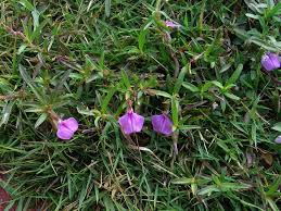 Image result for Afrohybanthus enneaspermus