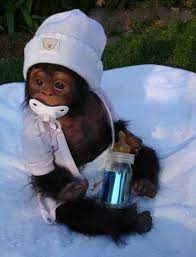 Baby Monkey Cute Baby Monkey Cute Monkey Cute Baby Animals