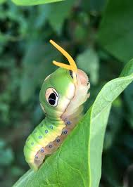 butterflies Spicebush Swallowtail... - Butterfly Society of Virginia |  Facebook