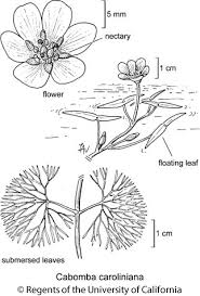Image result for Cabombaceae