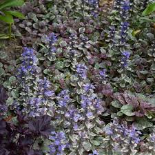 Image result for Ajuga