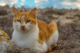 Not to be confused with noraneko, a virtual youtuber from nijisanji. Importance Differences Between Stray And Feral Cats And How You Can Help Cole Marmalade