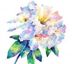 Watercolor flowers transparent images (11,173). Watercolour Print Rhododendron Loderi Spring Flower Painting Unique Gift Idea For Mum Wall Art Home And Living Decor Spring Re Fresh Watercolor Flower Art Watercolor Flowers Flower Painting