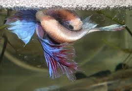 Pin On Betta Things