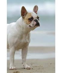 This pup is a descendant of the robust and athletic fighting dogs popular in england in the as a result, the french adopted this smaller bulldog as one of their own. French Bulldog Buy French Bulldog Online At Low Price In India On Snapdeal
