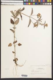 Image result for Lysimachia tenuicaulis