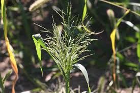 Image result for Panicum comorense