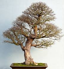 Check out our elm bonsai selection for the very best in unique or custom, handmade pieces from our bonsai shops. 42 Elm Bonsai Ideas Elm Bonsai Bonsai Bonsai Tree