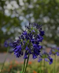 Image result for Agapanthus inapertus
