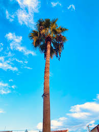 Image result for Washingtonia