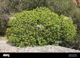 Image result for Indigofera dendroides