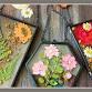 Make a Pressed Flower Frame at Hoppy Dude Brews