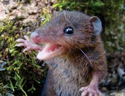 Monito del monte @ colocolo @ colocolo opossum. Zoologger The Pint Sized Sabre Toothed Opossum New Scientist