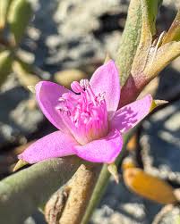 Image result for Sesuvium