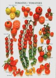 130 Best Tomato Varieties Images In 2019 Types Of Tomatoes