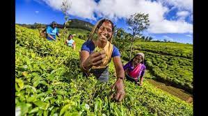 See more of tea plantation sri lanka on facebook. 150 Years After The First Tea Plantation Was Established In Sri Lanka One Brand Is Sipped Across The Globe Dilmah Pressroom Dilmah Tea News