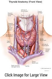 The central system is the primary command center for the body, and is comprised of. Pin On Human Anatomy Organs