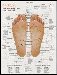 Cogent Reflexology Chart How To Use Doterra Reflexology