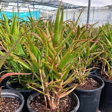 Image result for Aloe wildii
