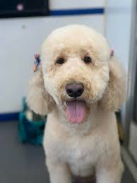 Doggie D-Tails by Cara; Mobile Dog Grooming