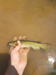 Image result for Agelanthus sp. aff. A. brunneus