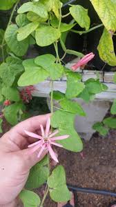 Image result for Passiflora sanguinolenta