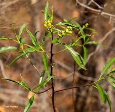 Image result for Psiadia punctulata