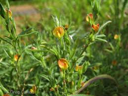 Image result for Zornia