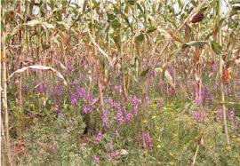 Image result for Striga junodii