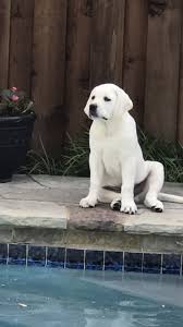 Pin By Christina Anderson On Labradawesome Labrador Retriever Labrador Dogs