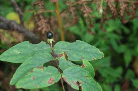 Image result for Hypericum scioanum