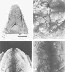 Maybe you would like to learn more about one of these? Dorsal View Of Tongue And Larynx Note Velfig 4 Tongue Tip Specimen Download Scientific Diagram