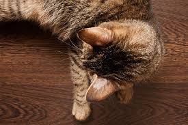 This will assist you with making the correct move at the earliest opportunity before difficult shows and turns out to. Ringworm In Cats Symptoms Causes Diagnosis Treatment Recovery Management Cost