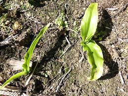 Image result for Eucomis zambesiaca
