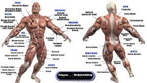 Find out in this complete guide to natural bodybuilding genetics. Pin On Anatomy