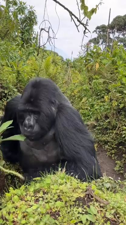 Large Silverback lets humans know they are guests in his territory.